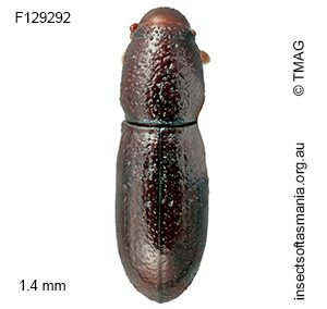 Conlonia litoralis