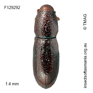 Conlonia litoralis