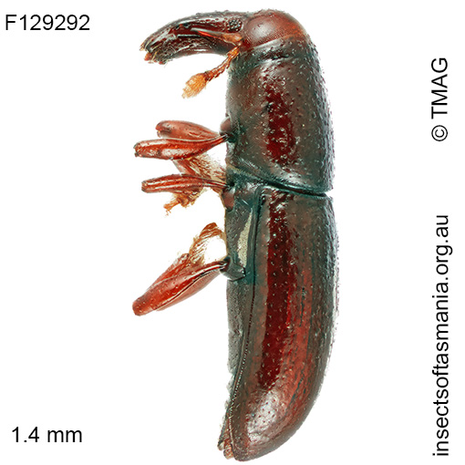 Conlonia litoralis