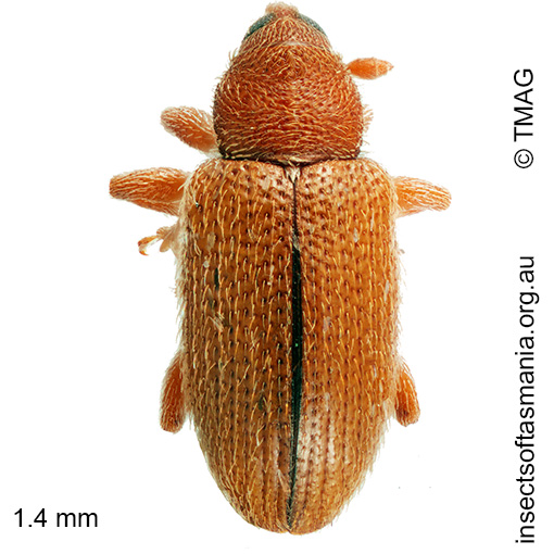 Diapelmus bryophagus