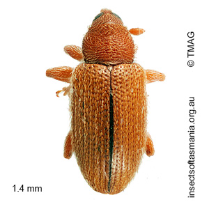 Diapelmus bryophagus