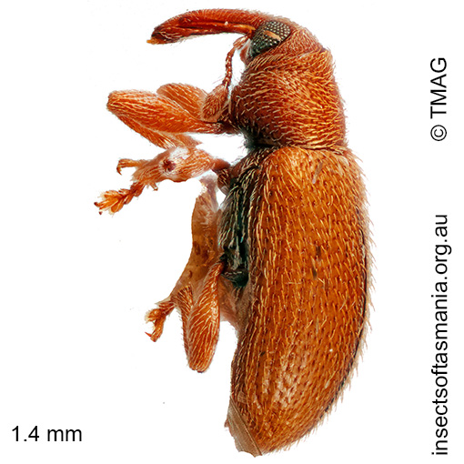 Diapelmus bryophagus
