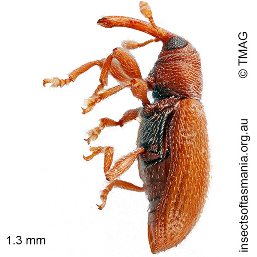 Diapelmus bryophagus