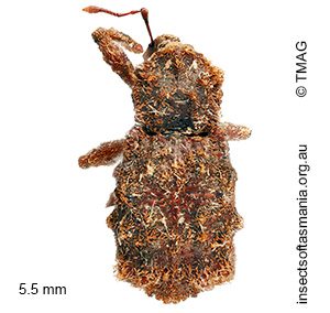 Dinichus mucronatus