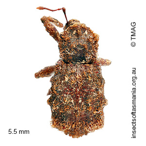 Dinichus mucronatus