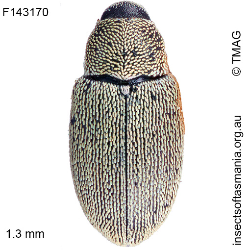 Dyschoenium minutissimum