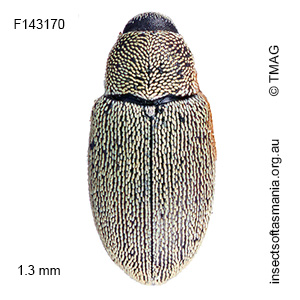 Dyschoenium minutissimum