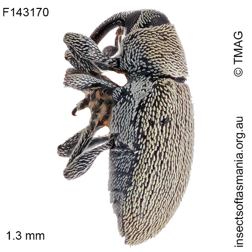 Dyschoenium minutissimum
