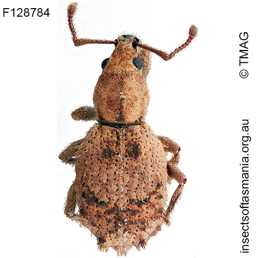 Ecrizothis boviei