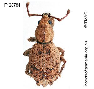Ecrizothis boviei