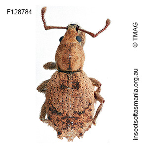 Ecrizothis boviei
