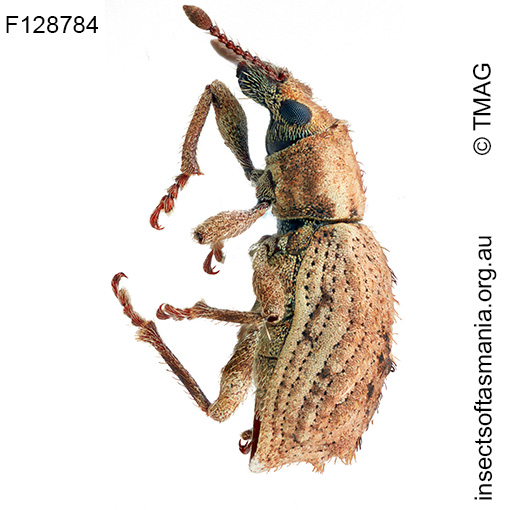 Ecrizothis boviei