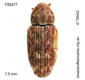 Emplesis cf grisea