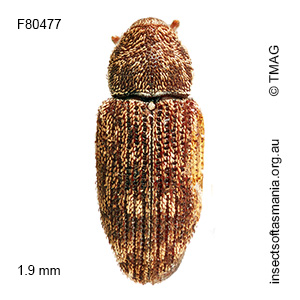 Emplesis cf grisea