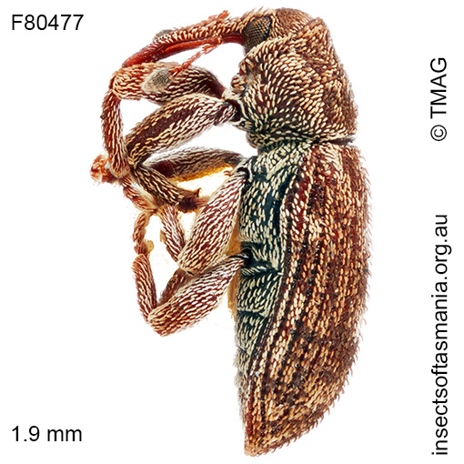 Emplesis cf grisea
