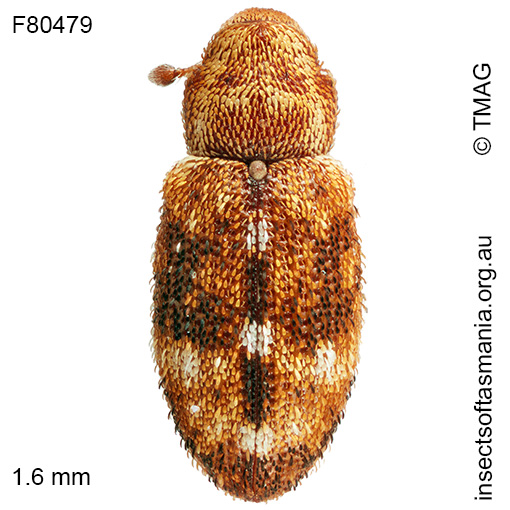 Emplesis obliqua