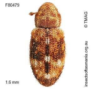 Emplesis obliqua