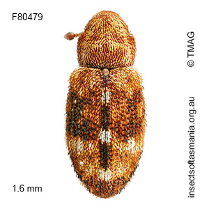 Emplesis obliqua