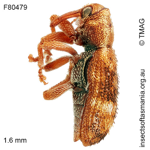 Emplesis obliqua
