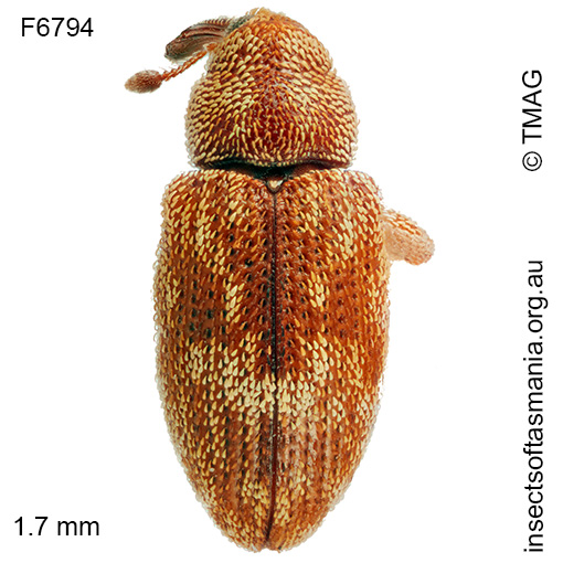 Emplesis tibialis