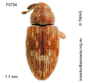 Emplesis tibialis
