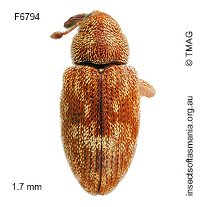 Emplesis tibialis