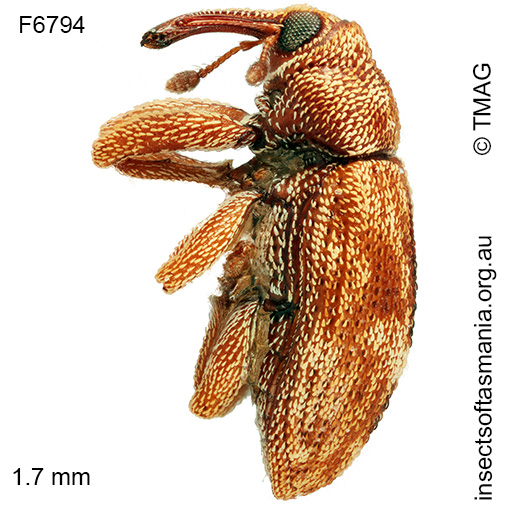 Emplesis tibialis