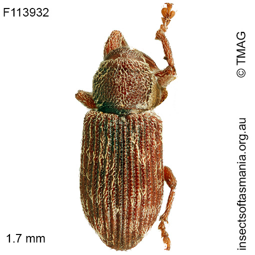 Encosmia ventralis