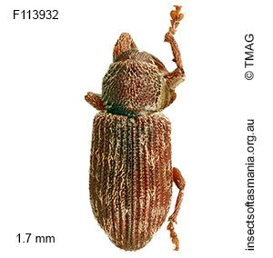 Encosmia ventralis