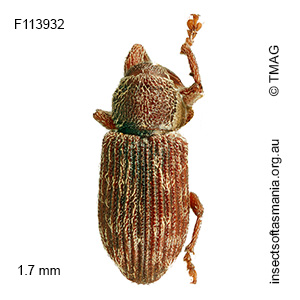 Encosmia ventralis