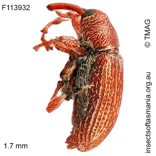 Encosmia ventralis