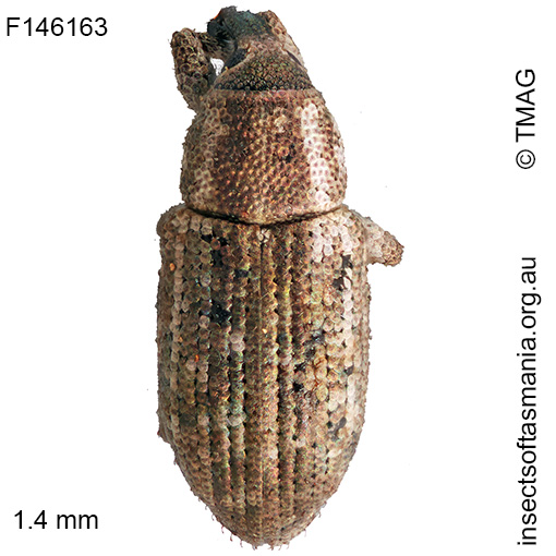 Ethadomorpha cf puer