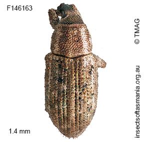 Ethadomorpha cf puer