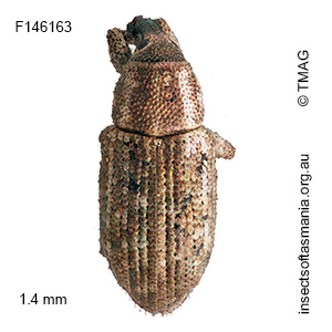 Ethadomorpha cf puer