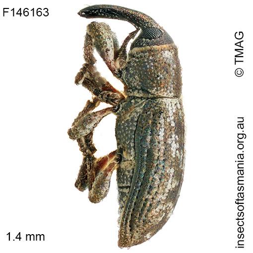 Ethadomorpha cf puer