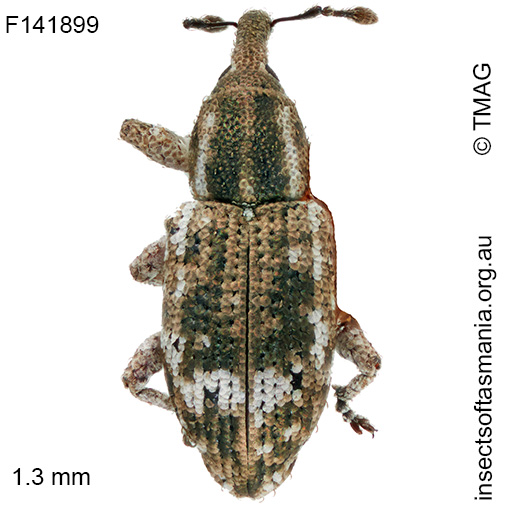 Ethadomorpha-sp-TMAG_F141899 Ethadomorpha sp TMAG_F141899