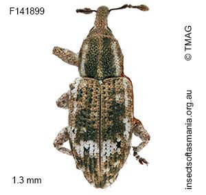 Ethadomorpha sp TMAG_F141899