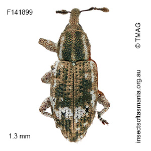 Ethadomorpha sp TMAG_F141899
