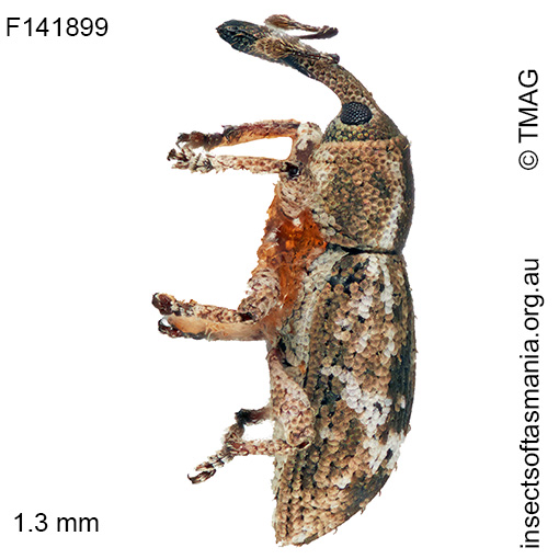 Ethadomorpha-sp-TMAG_F141899_a Ethadomorpha sp TMAG_F141899