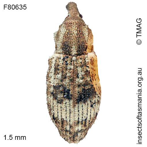 Ethadomorpha sp TMAG_F80562