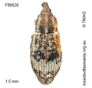 Ethadomorpha sp TMAG_F80562