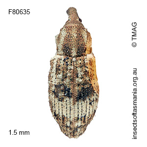 Ethadomorpha sp TMAG_F80562