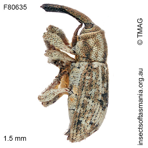 Ethadomorpha sp TMAG_F80562