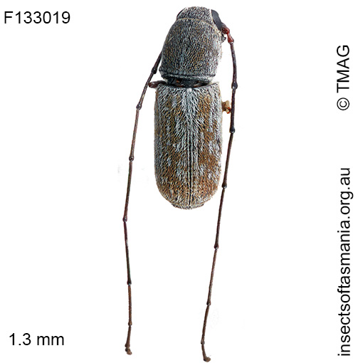 Euciodes sp TMAG_F133019