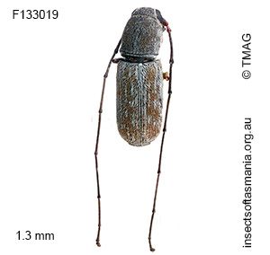 Euciodes sp TMAG_F133019