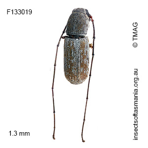 Euciodes sp TMAG_F133019