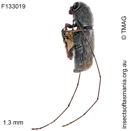 Euciodes sp TMAG_F133019