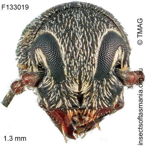 Euciodes sp TMAG_F133019
