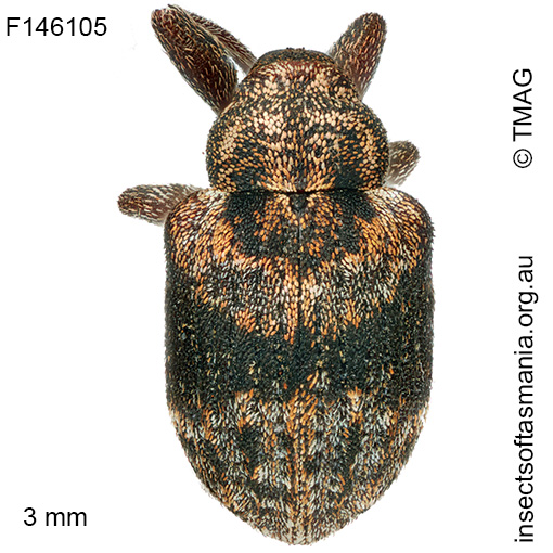 Gerynassa sp TMAG_F146105