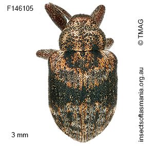 Gerynassa sp TMAG_F146105